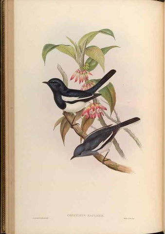 Reproducción/Reproduction 48630325402: Birds of Asia / by John Gould.. London :Printed by Taylor and Francis, pub. by the author,1850-1883.. 