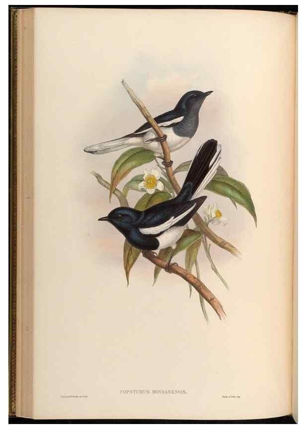 Reproducción/Reproduction 48629818993: Birds of Asia / by John Gould.. London :Printed by Taylor and Francis, pub. by the author,1850-1883.. 
