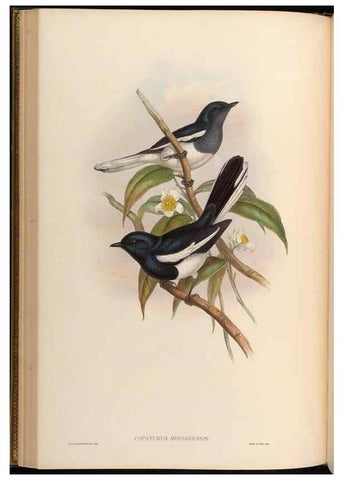 Reproducción/Reproduction 48629818993: Birds of Asia / by John Gould.. London :Printed by Taylor and Francis, pub. by the author,1850-1883.. 