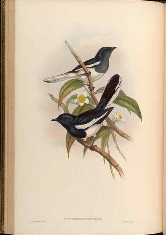 Reproducción/Reproduction 48629818993: Birds of Asia / by John Gould.. London :Printed by Taylor and Francis, pub. by the author,1850-1883.. 