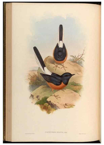 Reproducción/Reproduction 48629819373: Birds of Asia / by John Gould.. London :Printed by Taylor and Francis, pub. by the author,1850-1883.. 