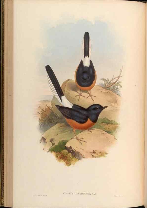 Reproducción/Reproduction 48629819373: Birds of Asia / by John Gould.. London :Printed by Taylor and Francis, pub. by the author,1850-1883.. 