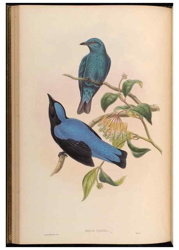 Reproducción/Reproduction 48629816428: Birds of Asia / by John Gould.. London :Printed by Taylor and Francis, pub. by the author,1850-1883.. 
