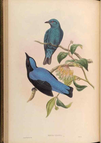 Reproducción/Reproduction 48629816428: Birds of Asia / by John Gould.. London :Printed by Taylor and Francis, pub. by the author,1850-1883.. 