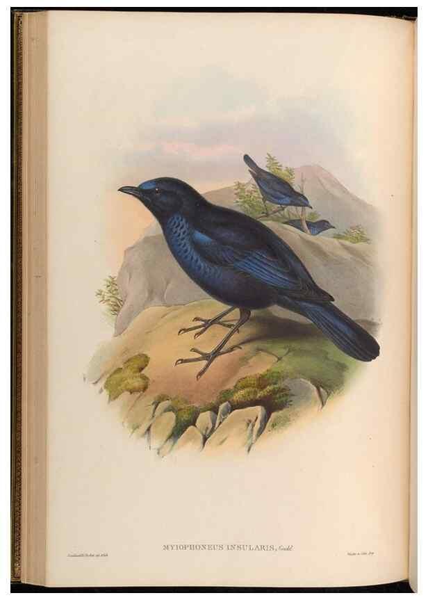 Reproducción/Reproduction 48629820468: Birds of Asia / by John Gould.. London :Printed by Taylor and Francis, pub. by the author,1850-1883.. 
