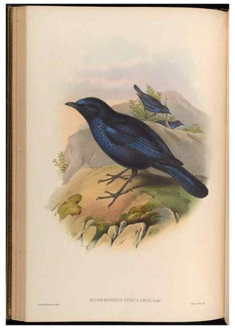 Reproducción/Reproduction 48629820468: Birds of Asia / by John Gould.. London :Printed by Taylor and Francis, pub. by the author,1850-1883.. 