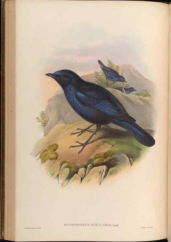 Reproducción/Reproduction 48629820468: Birds of Asia / by John Gould.. London :Printed by Taylor and Francis, pub. by the author,1850-1883.. 