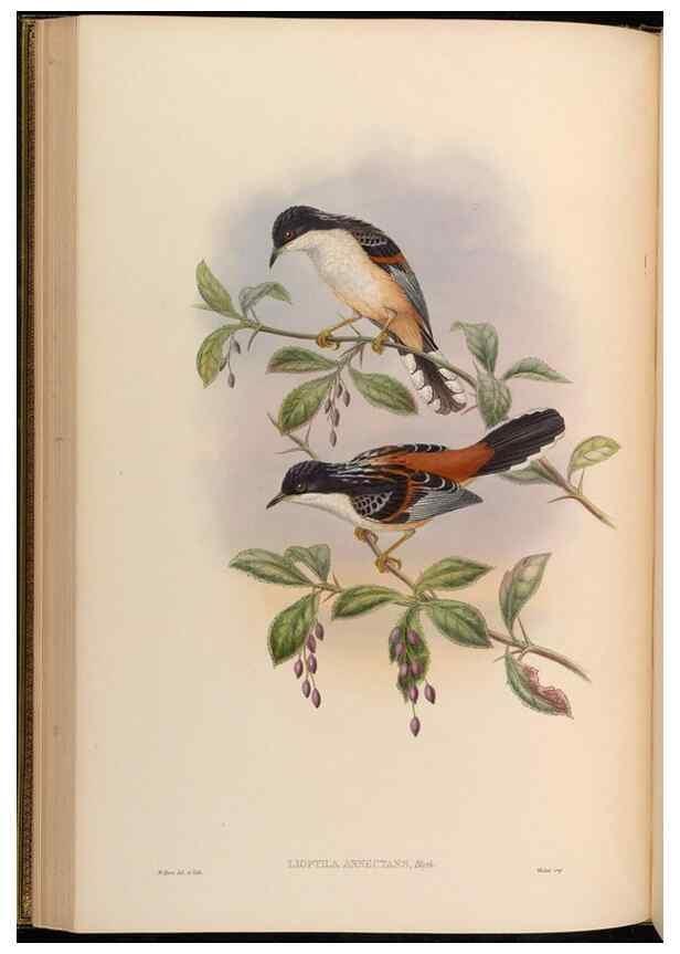 Reproducción/Reproduction 48630174956: Birds of Asia / by John Gould.. London :Printed by Taylor and Francis, pub. by the author,1850-1883.. 