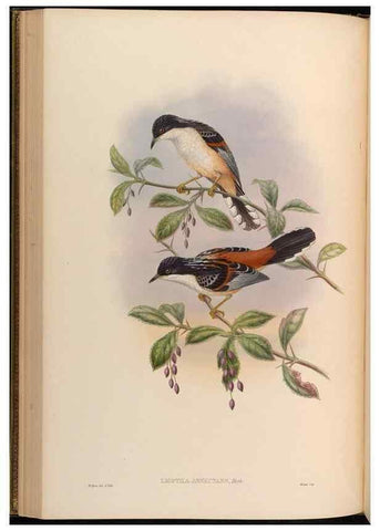Reproducción/Reproduction 48630174956: Birds of Asia / by John Gould.. London :Printed by Taylor and Francis, pub. by the author,1850-1883.. 