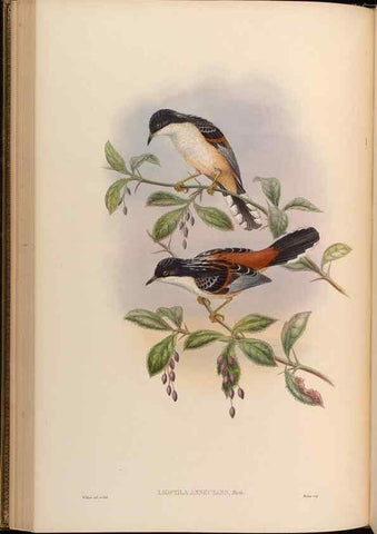 Reproducción/Reproduction 48630174956: Birds of Asia / by John Gould.. London :Printed by Taylor and Francis, pub. by the author,1850-1883.. 