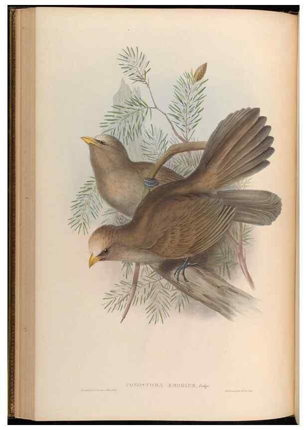 Reproducción/Reproduction 48630175441: Birds of Asia / by John Gould.. London :Printed by Taylor and Francis, pub. by the author,1850-1883.. 