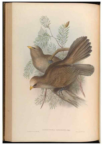 Reproducción/Reproduction 48630175441: Birds of Asia / by John Gould.. London :Printed by Taylor and Francis, pub. by the author,1850-1883.. 