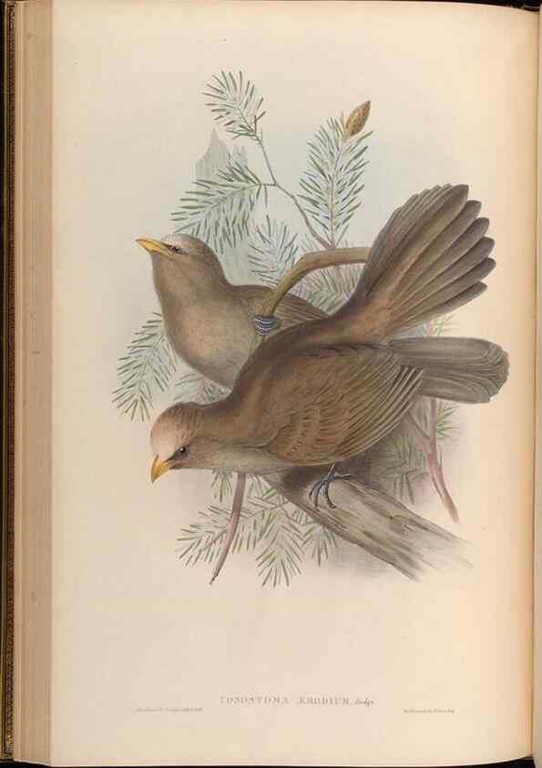 Reproducción/Reproduction 48630175441: Birds of Asia / by John Gould.. London :Printed by Taylor and Francis, pub. by the author,1850-1883.. 
