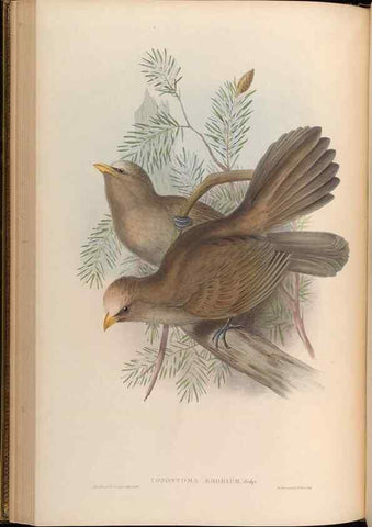 Reproducción/Reproduction 48630175441: Birds of Asia / by John Gould.. London :Printed by Taylor and Francis, pub. by the author,1850-1883.. 