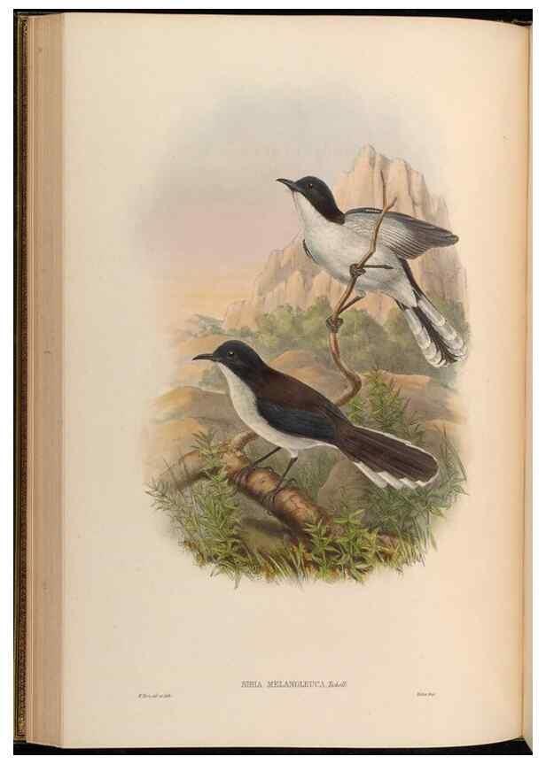 Reproducción/Reproduction 48630329272: Birds of Asia / by John Gould.. London :Printed by Taylor and Francis, pub. by the author,1850-1883.. 