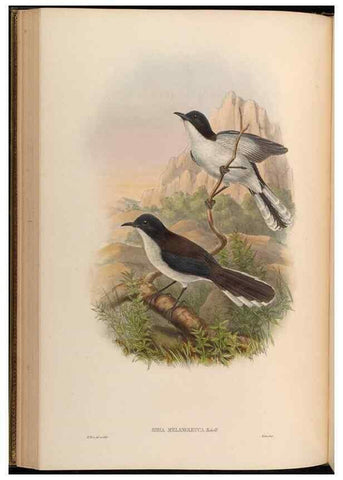 Reproducción/Reproduction 48630329272: Birds of Asia / by John Gould.. London :Printed by Taylor and Francis, pub. by the author,1850-1883.. 