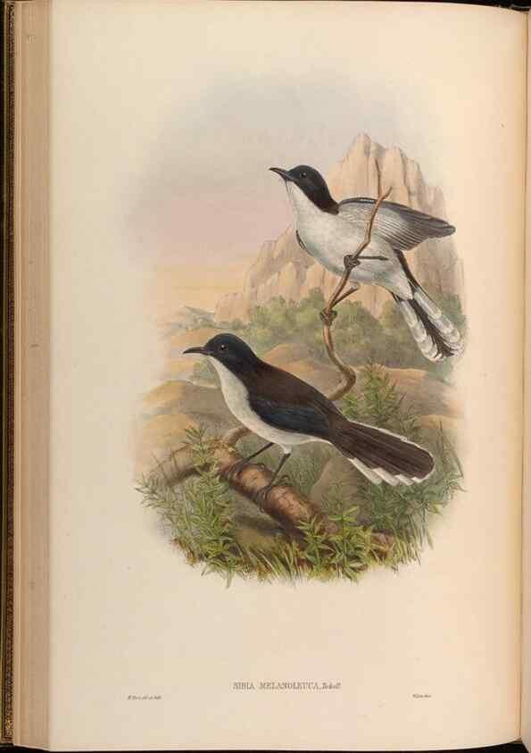 Reproducción/Reproduction 48630329272: Birds of Asia / by John Gould.. London :Printed by Taylor and Francis, pub. by the author,1850-1883.. 