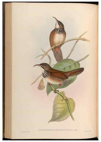 Reproducción/Reproduction 48630176201: Birds of Asia / by John Gould.. London :Printed by Taylor and Francis, pub. by the author,1850-1883.. 