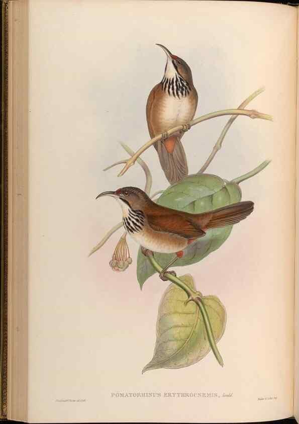 Reproducción/Reproduction 48630176201: Birds of Asia / by John Gould.. London :Printed by Taylor and Francis, pub. by the author,1850-1883.. 