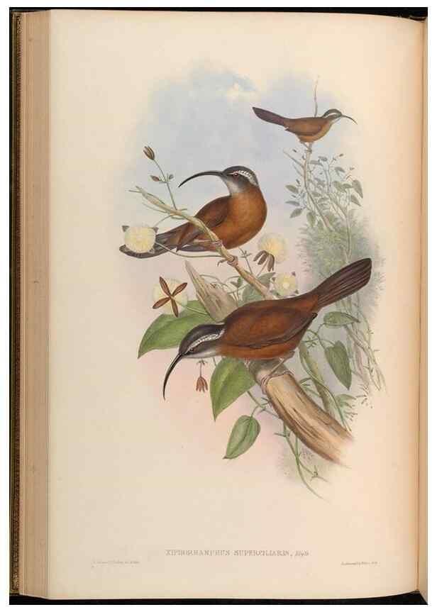 Reproducción/Reproduction 48629823213: Birds of Asia / by John Gould.. London :Printed by Taylor and Francis, pub. by the author,1850-1883.. 