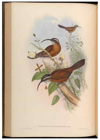 Reproducción/Reproduction 48629823213: Birds of Asia / by John Gould.. London :Printed by Taylor and Francis, pub. by the author,1850-1883.. 