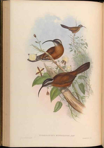 Reproducción/Reproduction 48629823213: Birds of Asia / by John Gould.. London :Printed by Taylor and Francis, pub. by the author,1850-1883.. 