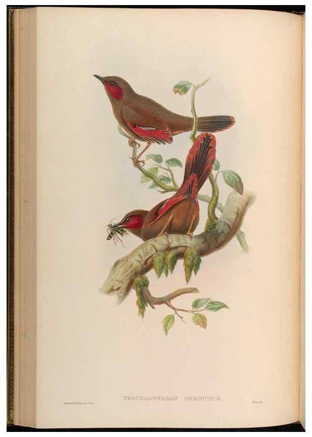 Reproducción/Reproduction 48630177026: Birds of Asia / by John Gould.. London :Printed by Taylor and Francis, pub. by the author,1850-1883.. 