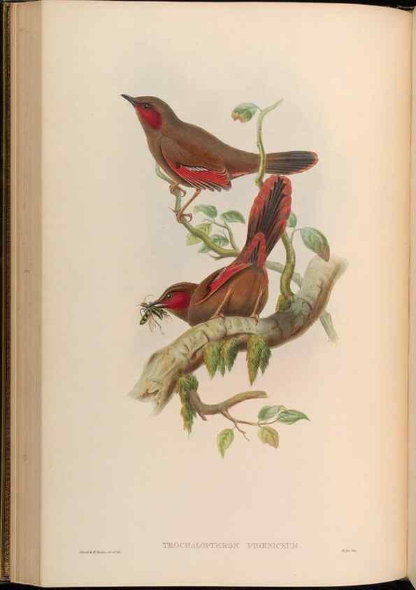 Reproducción/Reproduction 48630177026: Birds of Asia / by John Gould.. London :Printed by Taylor and Francis, pub. by the author,1850-1883.. 