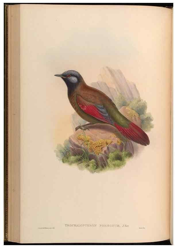 Reproducción/Reproduction 48630330972: Birds of Asia / by John Gould.. London :Printed by Taylor and Francis, pub. by the author,1850-1883.. 