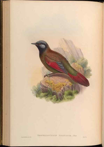 Reproducción/Reproduction 48630330972: Birds of Asia / by John Gould.. London :Printed by Taylor and Francis, pub. by the author,1850-1883.. 