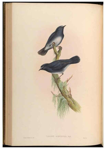 Reproducción/Reproduction 48629821018: Birds of Asia / by John Gould.. London :Printed by Taylor and Francis, pub. by the author,1850-1883.. 