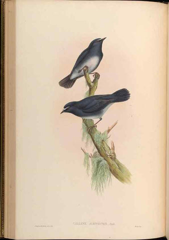 Reproducción/Reproduction 48629821018: Birds of Asia / by John Gould.. London :Printed by Taylor and Francis, pub. by the author,1850-1883.. 