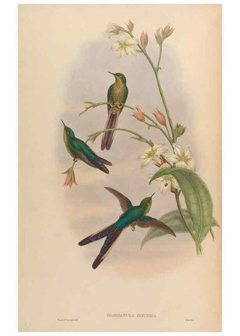 Reproducción/Reproduction 48630262347: A monograph of the Trochilidae, or family of humming-birds.. London :Henry Sothern & Co.,1887 [i.e. 1880-1887]. 