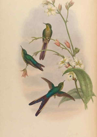 Reproducción/Reproduction 48630262347: A monograph of the Trochilidae, or family of humming-birds.. London :Henry Sothern & Co.,1887 [i.e. 1880-1887]. 