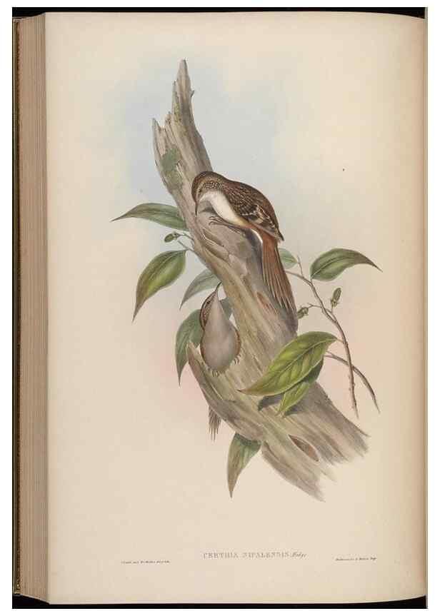 Reproducción/Reproduction 48630437327: Birds of Asia / by John Gould.. London :Printed by Taylor and Francis, pub. by the author,1850-1883.. 