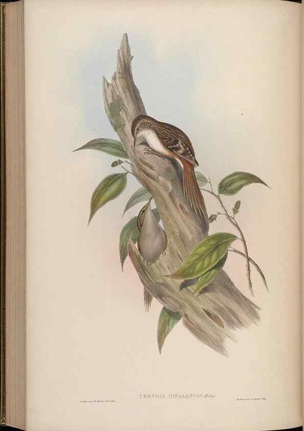 Reproducción/Reproduction 48630437327: Birds of Asia / by John Gould.. London :Printed by Taylor and Francis, pub. by the author,1850-1883.. 