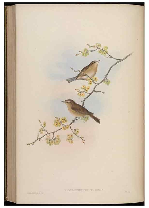 Reproducción/Reproduction 48629931928: Birds of Asia / by John Gould.. London :Printed by Taylor and Francis, pub. by the author,1850-1883.. 
