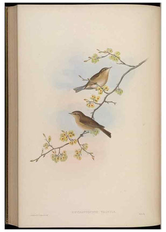 Reproducción/Reproduction 48629931928: Birds of Asia / by John Gould.. London :Printed by Taylor and Francis, pub. by the author,1850-1883.. 