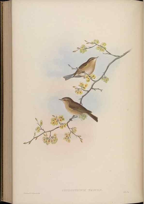 Reproducción/Reproduction 48629931928: Birds of Asia / by John Gould.. London :Printed by Taylor and Francis, pub. by the author,1850-1883.. 