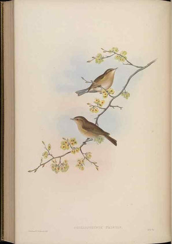 Reproducción/Reproduction 48629931928: Birds of Asia / by John Gould.. London :Printed by Taylor and Francis, pub. by the author,1850-1883.. 