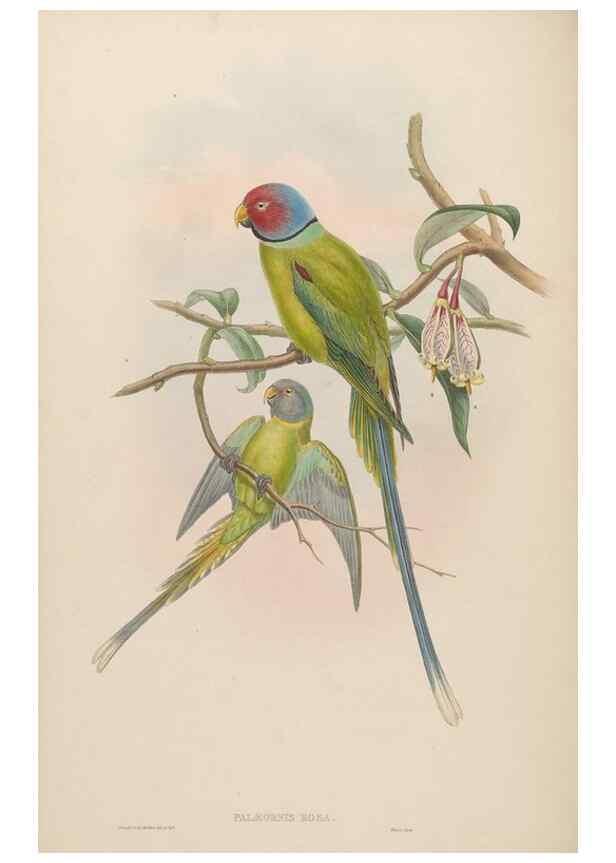 Reproducción/Reproduction 48630484581: Birds of Asia / by John Gould.. London :Printed by Taylor and Francis, pub. by the author,1850-1883.. 