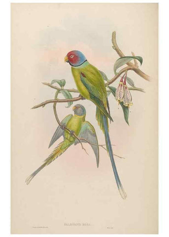 Reproducción/Reproduction 48630484581: Birds of Asia / by John Gould.. London :Printed by Taylor and Francis, pub. by the author,1850-1883.. 