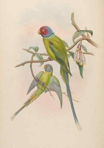Reproducción/Reproduction 48630484581: Birds of Asia / by John Gould.. London :Printed by Taylor and Francis, pub. by the author,1850-1883.. 