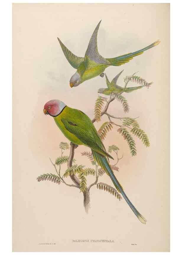 Reproducción/Reproduction 48630485031: Birds of Asia / by John Gould.. London :Printed by Taylor and Francis, pub. by the author,1850-1883.. 