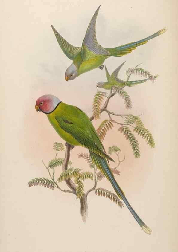 Reproducción/Reproduction 48630485031: Birds of Asia / by John Gould.. London :Printed by Taylor and Francis, pub. by the author,1850-1883.. 