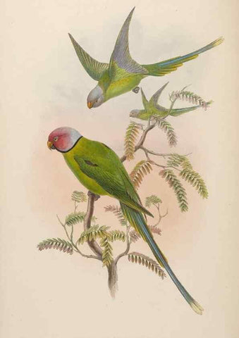 Reproducción/Reproduction 48630485031: Birds of Asia / by John Gould.. London :Printed by Taylor and Francis, pub. by the author,1850-1883.. 