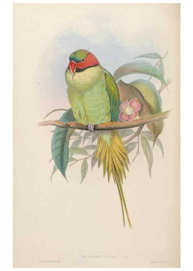 Reproducción/Reproduction 48630485556: Birds of Asia / by John Gould.. London :Printed by Taylor and Francis, pub. by the author,1850-1883.. 