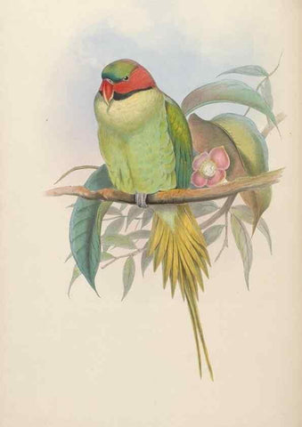 Reproducción/Reproduction 48630485556: Birds of Asia / by John Gould.. London :Printed by Taylor and Francis, pub. by the author,1850-1883.. 
