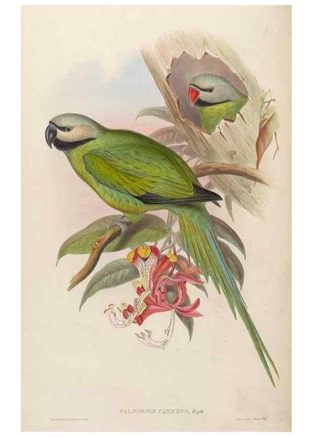 Reproducción/Reproduction 48630132298: Birds of Asia / by John Gould.. London :Printed by Taylor and Francis, pub. by the author,1850-1883.. 