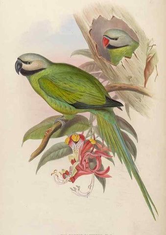 Reproducción/Reproduction 48630132298: Birds of Asia / by John Gould.. London :Printed by Taylor and Francis, pub. by the author,1850-1883.. 
